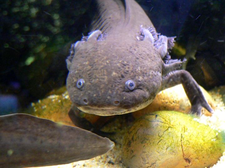 Axolotl