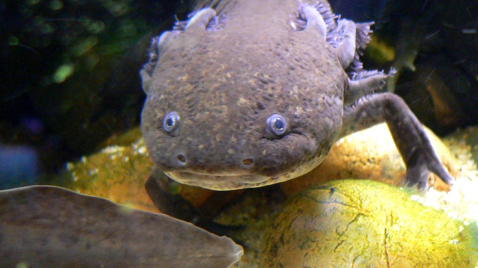 Axolotl