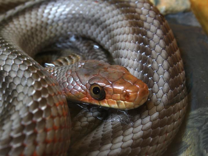 Baird's Rat Snake