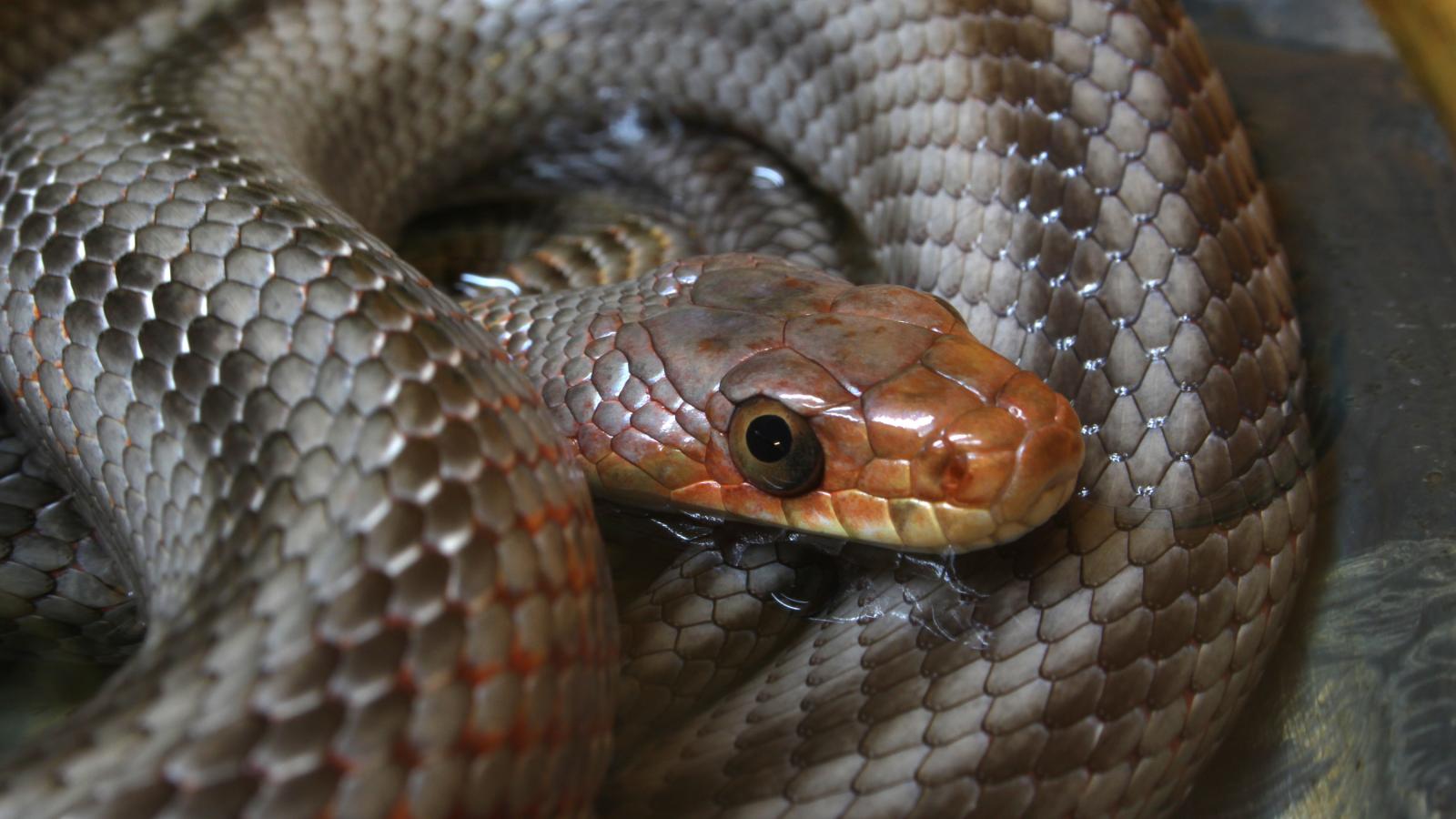 Baird's Rat Snake