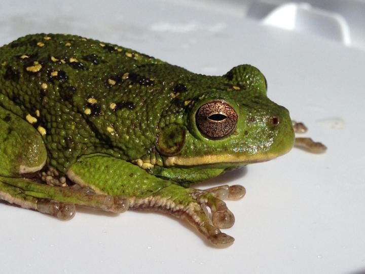 Barking Tree Frog