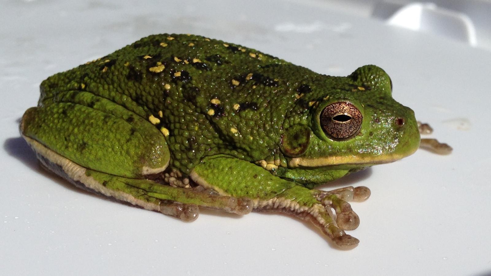 Barking Tree Frog