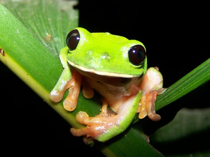 Black-Eyed Tree Frog