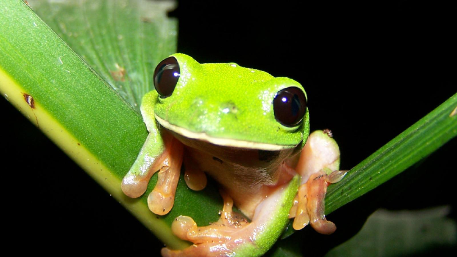 Black-Eyed Tree Frog