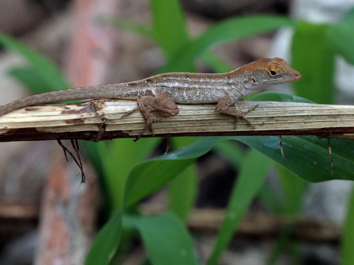 Brown Anole