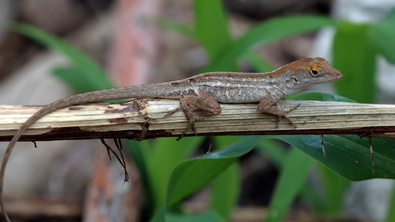 Brown Anole