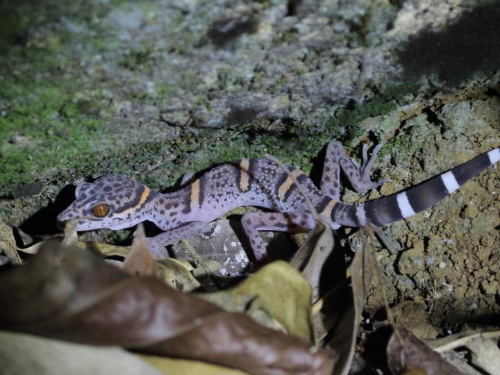 Cave Gecko