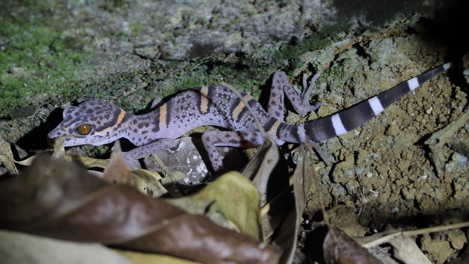 Cave Gecko