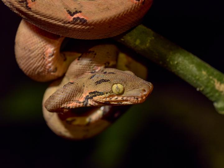 Amazon Tree Boa