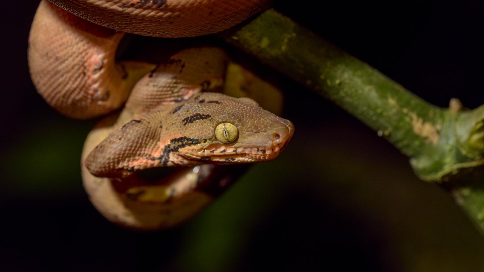 Amazon Tree Boa