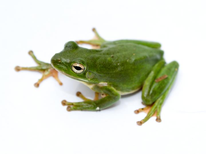 American Green Tree Frog