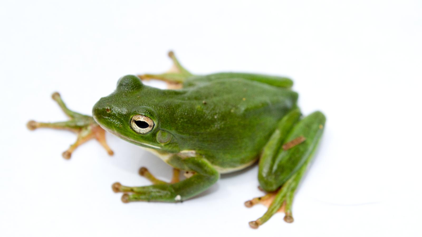American Green Tree Frog