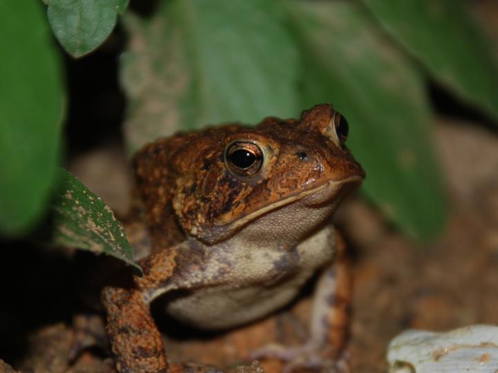American Toad