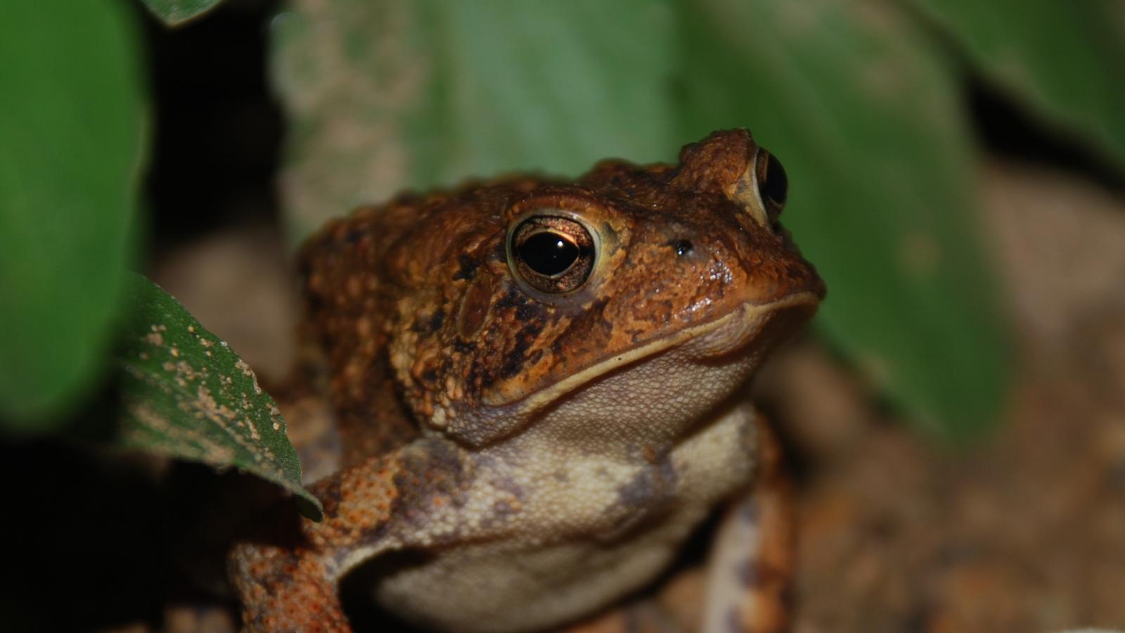 American Toad