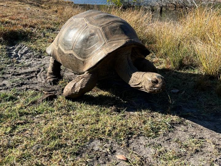 Aldabra Giant Tortoise
