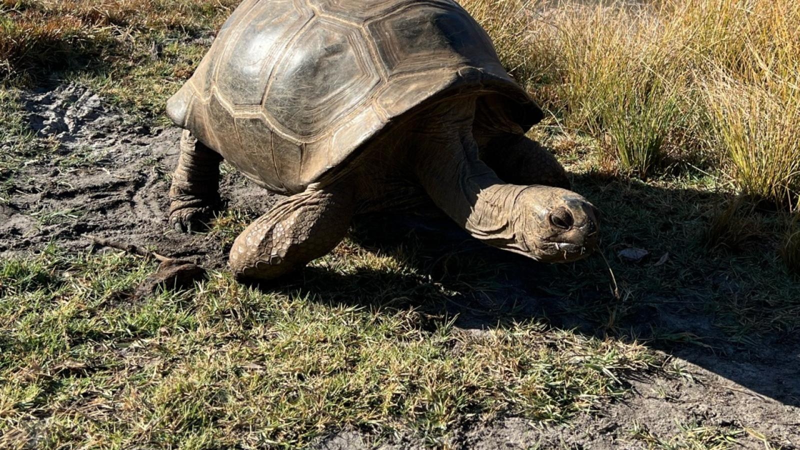 Aldabra Giant Tortoise