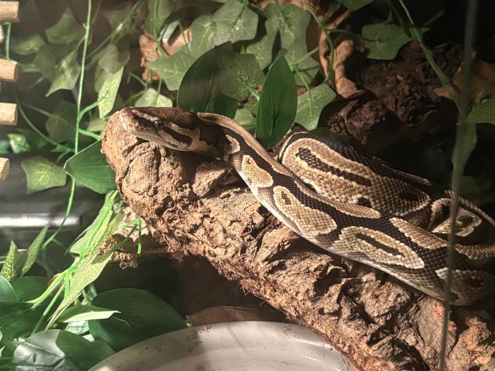 Ball Python