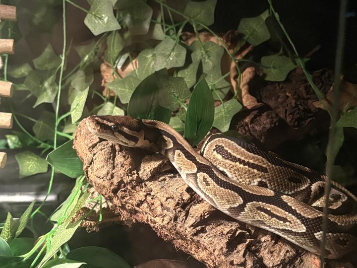 Ball Python