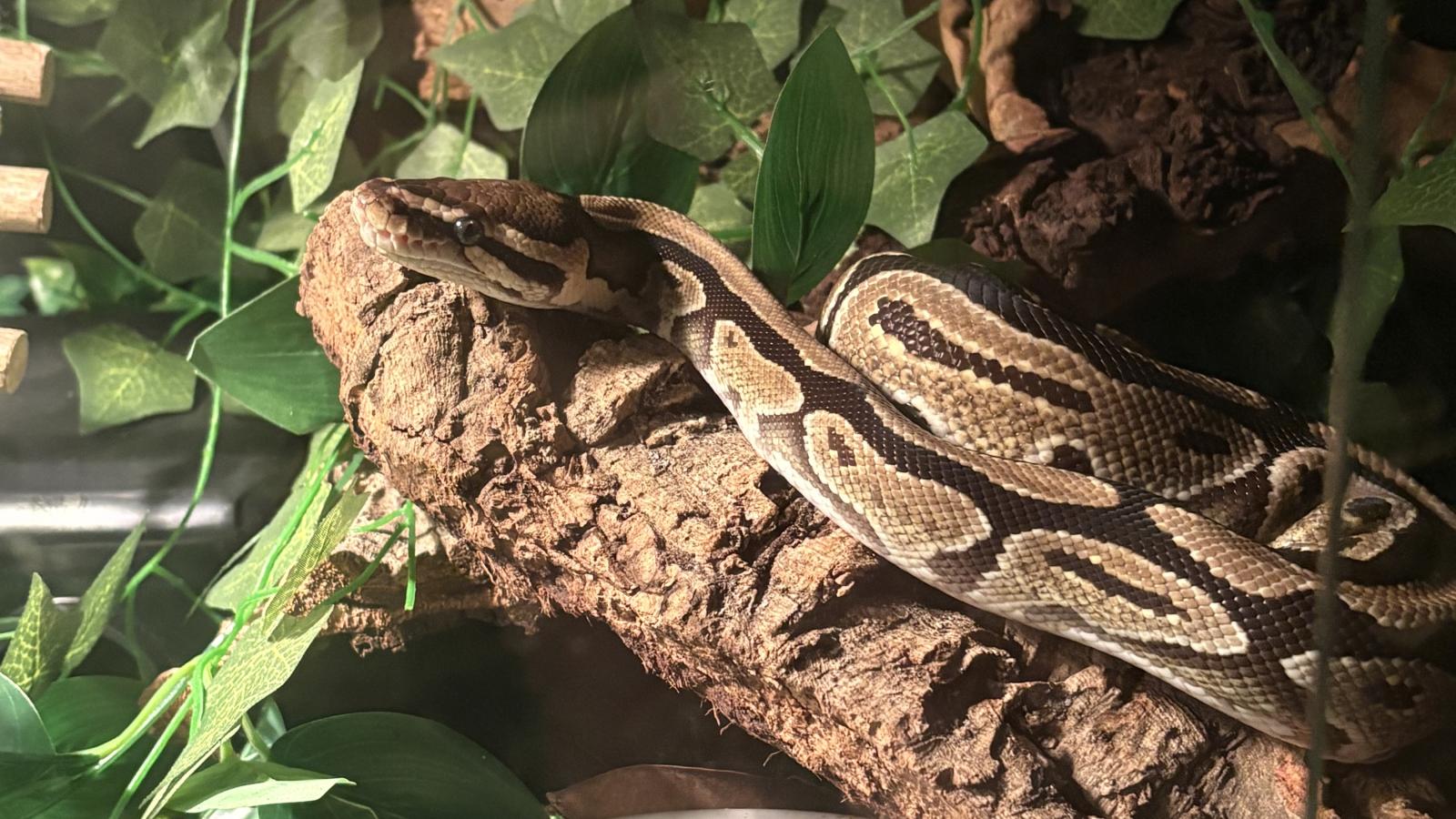 Ball Python