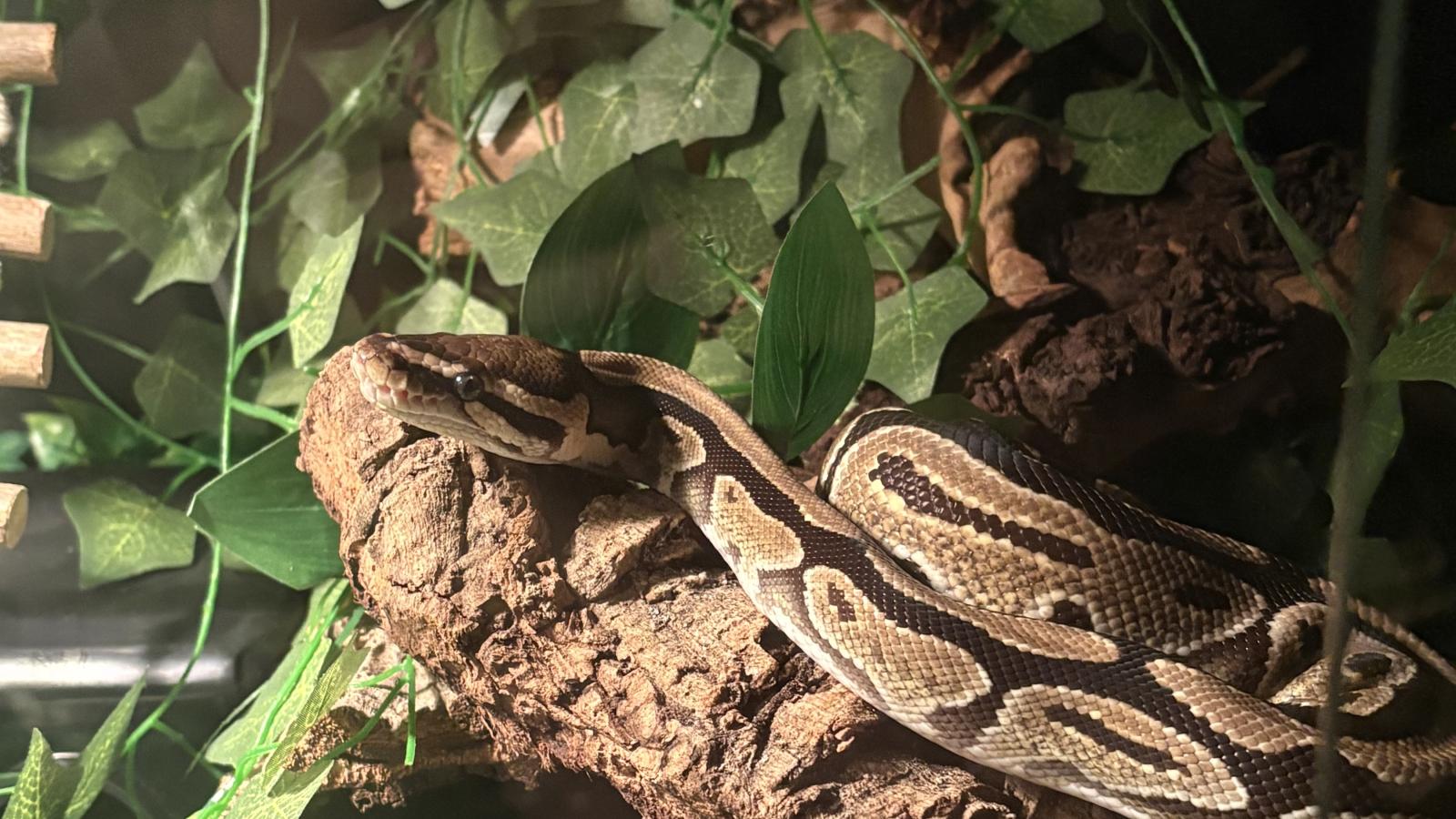 Ball Python